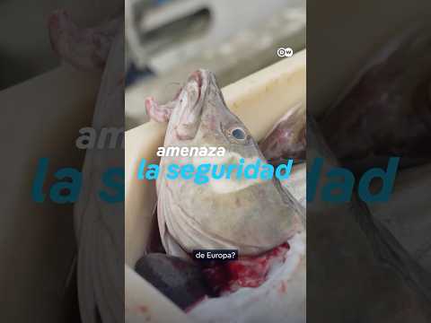 El bacalao noruego, una amenaza para la UE #shorts thumbnail