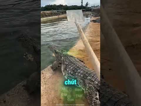 Cá Sấu Chiếm Bể Bơi 😱 thumbnail