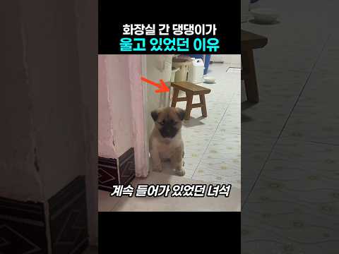 "이게 뭔 일이래!!.." 화장실 간 댕댕이가 울면서 낑낑댔던 이유 thumbnail