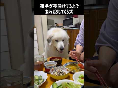 おねだり成功率100%の愛犬　#greatpyrenees #大型犬のいる生活 #大型犬 #大型犬と暮らす #グレートピレニーズ #ゴールデンレトリバー #癒し #愛犬 thumbnail