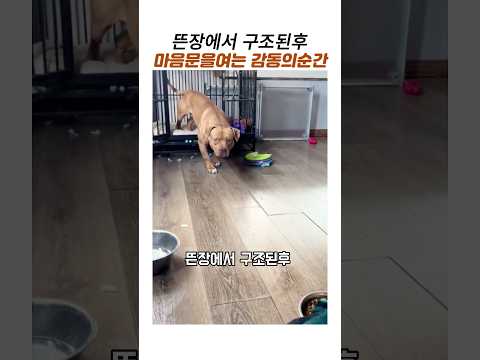 구조된후 11일만에 용기내어 케이지밖을나온 감동순간#구조된 강아지#감동 동물#불독 thumbnail