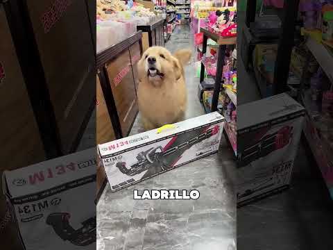 Este Perrito Descubrió Cómo Conseguir Juguetes 😯❤️ thumbnail