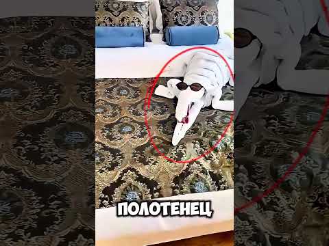Что будет, если оставить уборщику большие чаевые!? 😳 thumbnail