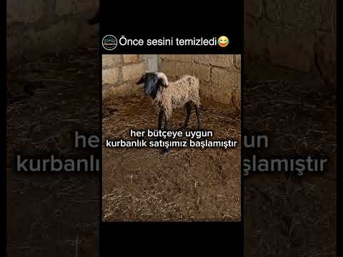 tavuk daha kilolu la😂 thumbnail