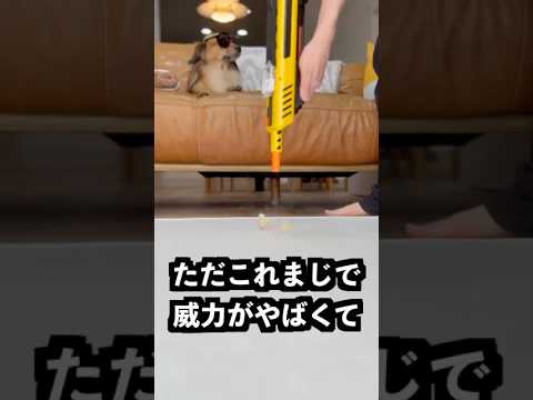 塩ショットガンで卵を撃てば割れるはず！ thumbnail
