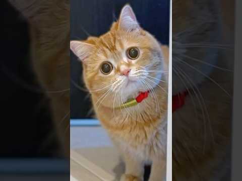 Hero Cat Fixed Baby Brother’s Juice Spill!🧃 thumbnail