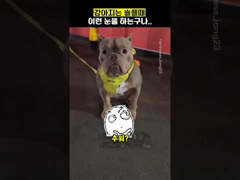 강아지는 슬플때 이런 눈을 하는구나.. thumbnail