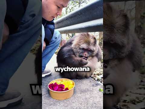 Najbardziej WYCHOWANA Małpka Świata!🥺🐒 thumbnail