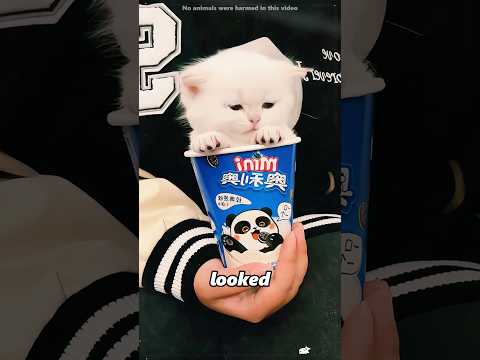This little kitten has learned to grow up#shorts thumbnail