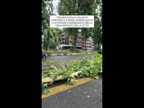 Maltempo a Roma, alberi caduti e macchine danneggiate thumbnail