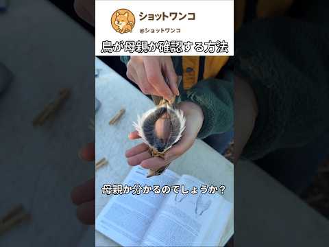 鳥が母親か確認する方法 thumbnail