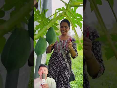 Mama menaruh kunci di dalam buah mangga 😱 @karadanchathan007 thumbnail