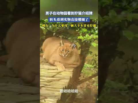 男子在動物園看到獰貓介紹牌，轉頭看到實物直接懵圈了，網友：為什麽要找一輛大卡車冒充獰貓 #大熱門 #共鳴 thumbnail