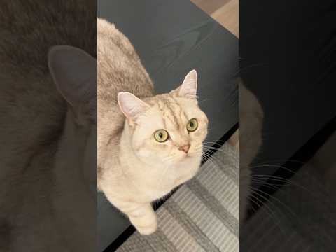 Thank goodness he didn’t overreact #cats #catsofyoutube #catlovers #cat thumbnail