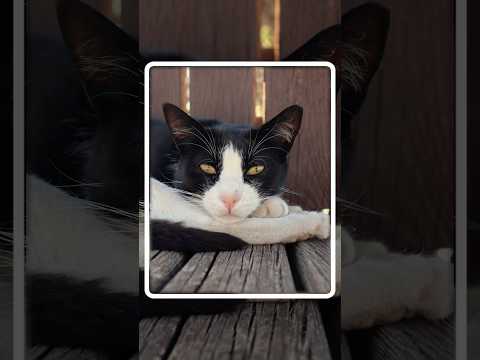 Met a sleepy cat on my walk through Kuşadası and tooksome photos ? thumbnail