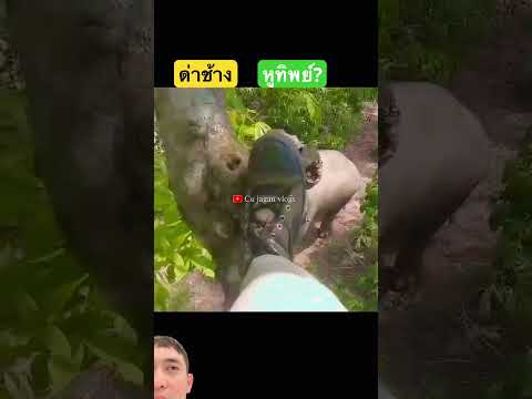 ปากดีจนได้เรื่อง #nature #wildlife #animals #bulldozerofficial #elephant #xcavator thumbnail