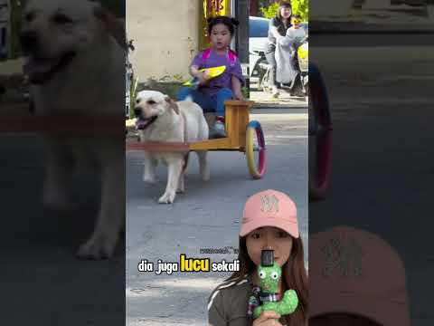 DIJEMPUT BECAK DOGY PULANG SEKOLAH ‼️ thumbnail