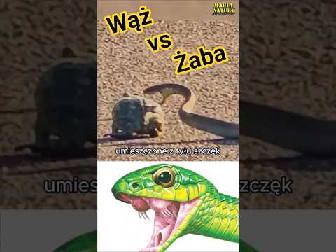 Jadowity Wąż vs Żaba Olbrzymia thumbnail