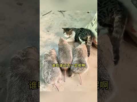 貓生沒見過這麼大的耗子，不會咬我把！ #搞笑配音 #搞笑 #funny #貓咪 #遊戲娱乐卜猪 thumbnail