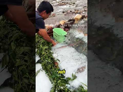 Bí kíp lùa cá của người dân vùng suối thumbnail