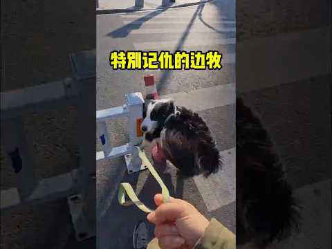 这只边牧特别的记仇！#sports #短视频  #有趣#趣事 thumbnail