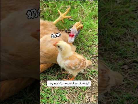 Gia đình gà bất ổn #shorts thumbnail