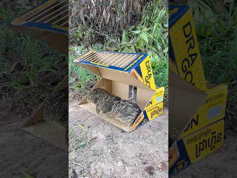 Beautiful DIY Quail Trap Using Cardboard Box #shorts thumbnail
