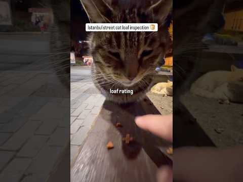 beautiful loaf spotted and immediately rated while on a merry little night walk. thumbnail