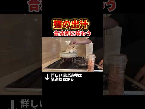猫から出汁を取ったスープを作ってみた（※合法） thumbnail