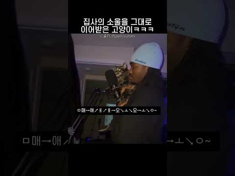 집사의 소울을 그대로 이어받은 고양이ㅋㅋ thumbnail