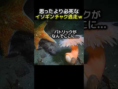 思ったより面白いイソギンチャクの逃げ方ｗ thumbnail