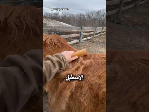انتظر حتى ترى ما الذي سيخرج… thumbnail