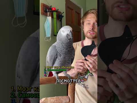 4 шок факта об уме попугаев 🦜 thumbnail