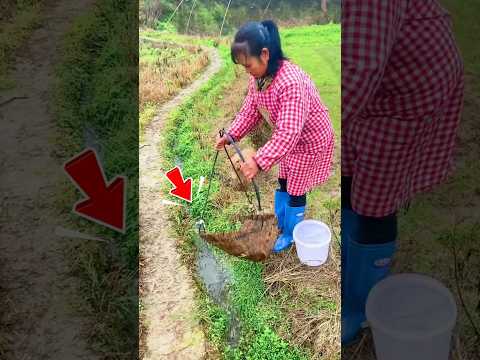 Mẹo Bắt Cá Thông Minh Bằng Giỏ Tre #shorts thumbnail