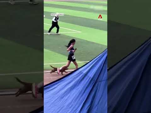 Stray dog joins 3km school race to run alongside girl who feeds it regularly thumbnail