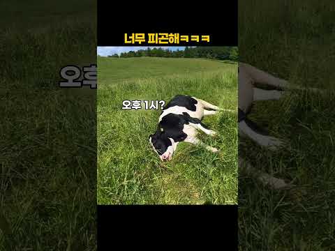 너무 피곤해ㅋㅋㅋ thumbnail