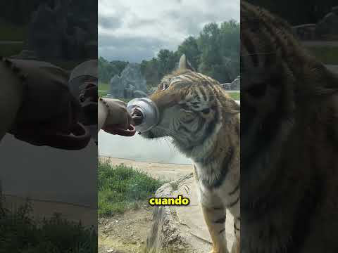 Este Chico Dio De Comer Al León Sin Miedo ? thumbnail