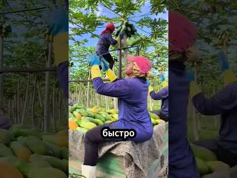 🥭 Почему фермеры не берут слишком спелую папайю! #папайя #фермерство #фрукты thumbnail