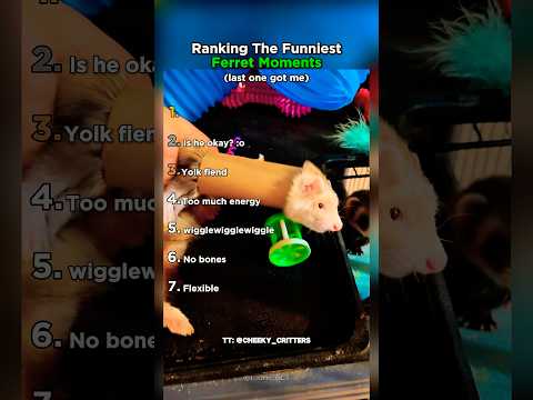 Ranking The Funniest Ferret Moments! #ferret #funny #shorts thumbnail