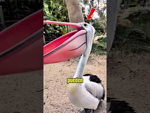 Se Come Casi Todo 🐦 thumbnail