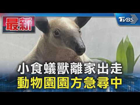 小食蟻獸離家出走 動物園園方急尋中｜TVBS新聞 @TVBSNEWS01 thumbnail