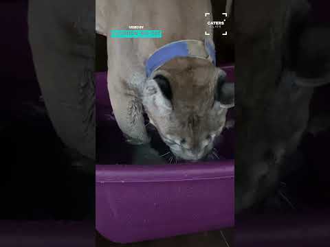 Pet Puma Goes Fishing #fishing thumbnail