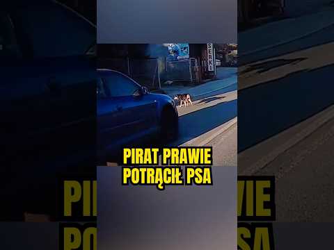 Mądry pies i niemądry kierowca ?‍♂️ #zakopane #pies #piracidrogowi #wideorejestrator #polskiedrogi thumbnail