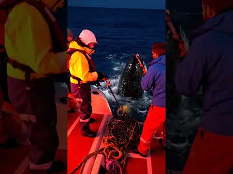 Whale Aid Deployment Team thumbnail