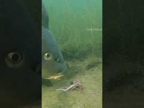 Have you ever used worms for carp? thumbnail