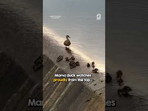 Mama Duck Watches Her Babies Have the Time of Their Lives #cuteanimals #ducklings #heartwarming thumbnail