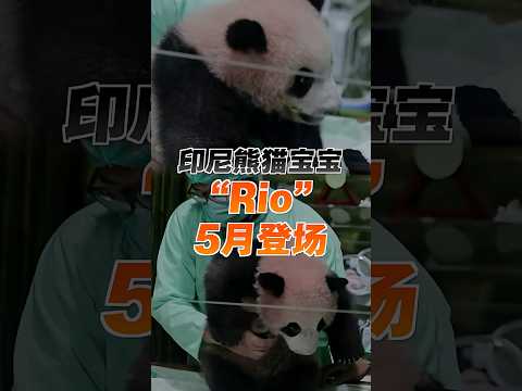 视频 | 印尼熊猫宝宝“Rio”亮相！ thumbnail