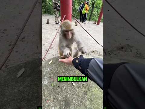 Monyet Ini Berani Cabut Duri, Yang Lain Kabur! #viral #shortvideo thumbnail