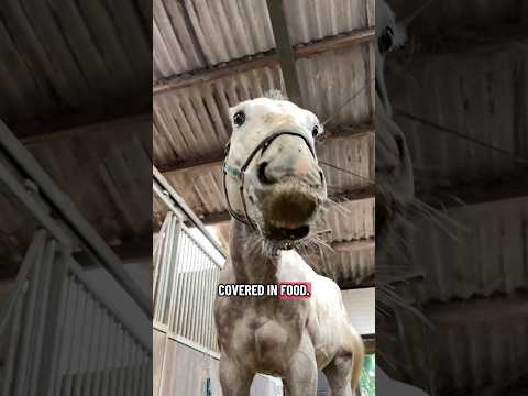 Don’t get too close to this horse 😳 #equestrian #horses #horse #horseriding #horsegirl #horserider thumbnail