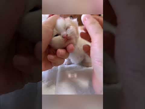 معجزة صغيرة في عين قطة 🐱✨ thumbnail